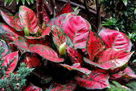 Via tokopedia genus dari tanaman berbunga dalam keluarga begoniaceae. 7 Tanaman Hias Paling Diminati Dan Punya Harga Fantastis Pertanianku