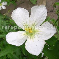 Image result for Lagenaria sphaerica