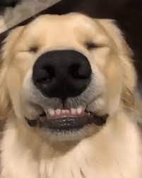 New Gif On Giphy Cute Baby Animals Funny Animals Funny Dogs