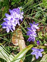 Image result for Xerophyta scabrida