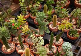 If you want to grow a cactus to their full size, it may take many years. How Fast Do Cactus Grow How To Make It Grow Faster