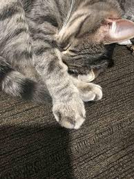 A sprained ankle can be a very aggravating thing since most of the time it happens when we least expect it, and almost always becomes a hindrance to our life. My Cat Has A Swollen Leg And Is Limping What Can I Do What Do You Think It Can Be Petcoach