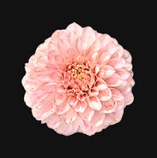 Wedding flowers fan art monika. Dead Flower Gifs Get The Best Gif On Giphy