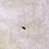 Some fast bed bug facts… what do bed bugs look like? Https Encrypted Tbn0 Gstatic Com Images Q Tbn And9gcqtljk65gx7u7pogpxemmnmayfwtajhg58em7yrtp3zjuzax6nz Usqp Cau