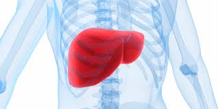 All nerve plexus of body. The Liver An Amazing Organ Gastrointestinal Society