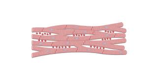 Muscle diagrams are a great way to get an overview of all of the muscles within a body region. Cardiac Muscle Tissue