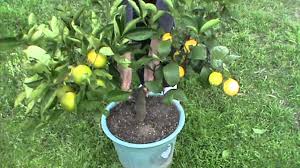 Fruits can even make you look younger. 5 Fruits 1 Plant Check Out The Crazy Fruit Salad Tree Off Grid World