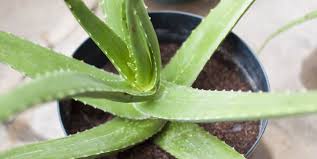 First, we should discuss the numerous growth stages of the cacti and how long it takes them to grow. How To Grow Aloe Plants What Kind Of Soil Do Aloe Plants Need