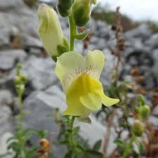 Nei giardini, negli orti, o anche nei piccoli spazi verdi di condomini e lungo i marciapiedi, fanno capolino fiori primaverili, che abbiamo sicuramente. Piante A Fiori Gialli