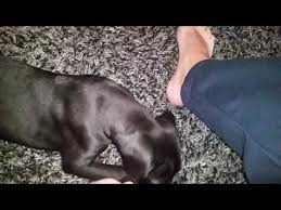 European great dane puppies for sale in texas. European Great Dane Puppies For Sale Dogable