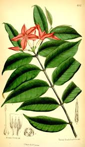 Image result for Mascarenhasia