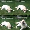 All information about funny pictures of animals with quotes. 1
