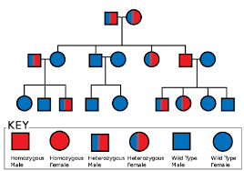 Could give you a genotype ratio of __. 8 4 Simple Inheritance Biology Libretexts