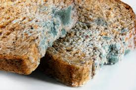 Seorang pesakit yang disyaki dijangkiti kulat hitam menerima rawatan di sebuah hospital di uttar pradesh, pada 3 jun lepas. Kulat Bertemu Roti Root Of Science