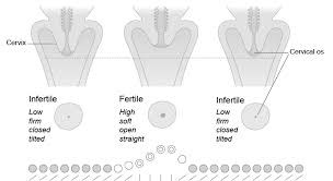 Image result for cervix position