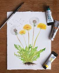 24 min · zdftivi 24 min. Pin Von Nicida Antonieta Aguilar Rodri Auf Watercolor Lowenzahn Zeichnung Aquarell Blumen Malen