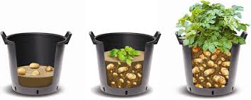 Get bigger buckets if possible. Growing Potatoes In A Container Extension Master Gardener Volunteers Of Brunswick County