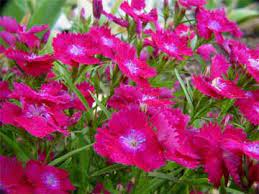 Dianthus Care