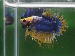 Live Male Betta Fish Grizzle Crowntail Plakat Type Betta Fish Betta Fish Tank