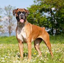 Local dog rescues find the perfect rescue dog, close to home. Boxer Puppies For Sale Adoptapet Com