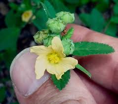 The photos are the first to show conditions at such facilities since president joe biden took office. Foraging Texas Wireweed