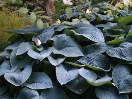 What does a lilly pilly plant look like? What Grows In Shade