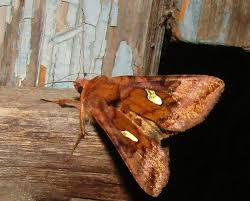 Image result for Autographa macrogamma