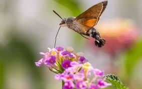 Maybe you would like to learn more about one of these? The Confusingly Enormous Hummingbird Hawk Moth That Looks Set To Become A Regular Fixture In British Gardens Country Life