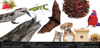 I learned this week that that was probably the wrong. Animal Educational Show Backyard Biodiversity Wild Action