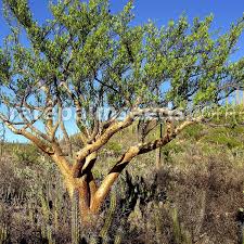 Image result for Brachystegia utilis × microphylla