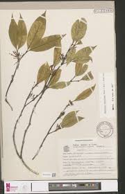 Image result for Malouetia