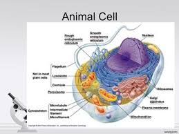 Epithelial cell culture, primary cells, defined medium Structures And Functions Of Eukaryotic Cells Animal Cell Ppt Download