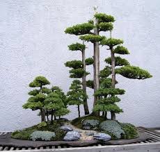 Juniper Forest Bonsai Baum Bonsai Wald Bonsai