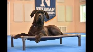 Great dane mix puppies mn. Roman Mastiff Great Dane Mix Puppy Camp Dog Training Video Demonstration Youtube