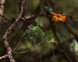 Image result for Momordica boivinii