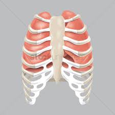 It is an organ that is part of the lymph system and works as a drainage network that defends your body against infection. Human Lungs In Rib Cage Vector Image 1863697 Stockunlimited