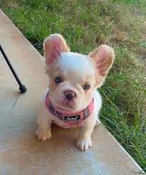 Bomb City Frenchies LLC added a...