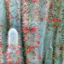 Its striking appearance comes from the flexible white hairs that grow over its spines, resembling a soft, furry coat of hair. Cleistocactus Strausii Silver Torch