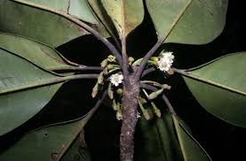 Image result for Manilkara