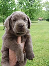 These cuties were born on the 10th of november, have had their dewclaws removed and will receive their first shots and deworming just before christmas. Sammy Labrador Retriever Labrador Retriever Puppies Lab Puppies For Sale Lab Puppy For Sale Labrador Retiever For Sale