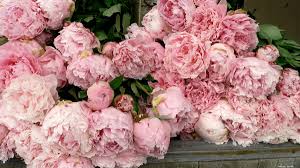 Check spelling or type a new query. Dutch Floral Garden In Baltimore S Belvedere Square Closing For Good Baltimore Business Journal