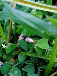 Image result for Grona triflora