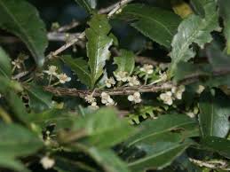 Image result for Aphloia theiformis