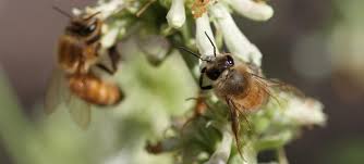 These include living animals, plants, and microscopic organisms like bacteria. Pollinator Research Pollinator Research Montana State University