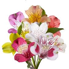 2 635 просмотров 2,6 тыс. Beautiful Assorted Select Alstroemeria Flowers Globalrose
