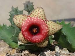 Huernia Humilis World Of Succulents Blooming Succulents Succulents Planting Succulents