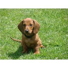 Image result for jezevčík hladkosrstý