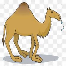 The fatty hump of a camel helps it store and regulate its water needs, which allows it survive in the heat with long distances between watering holes. Cartoon Camel Pictures Two Hump Camel Cartoon Free Transparent Png Clipart Images Download
