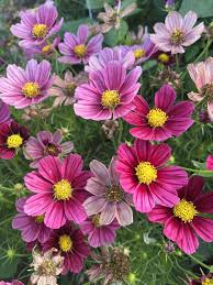 Image result for Cosmos bipinnatus