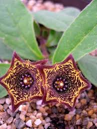 Image result for Ceropegia buchananii